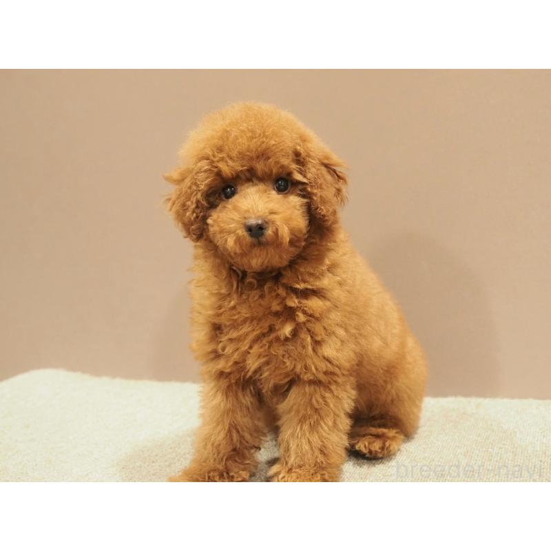 商談中の愛知県のトイプードル-442630の6枚目