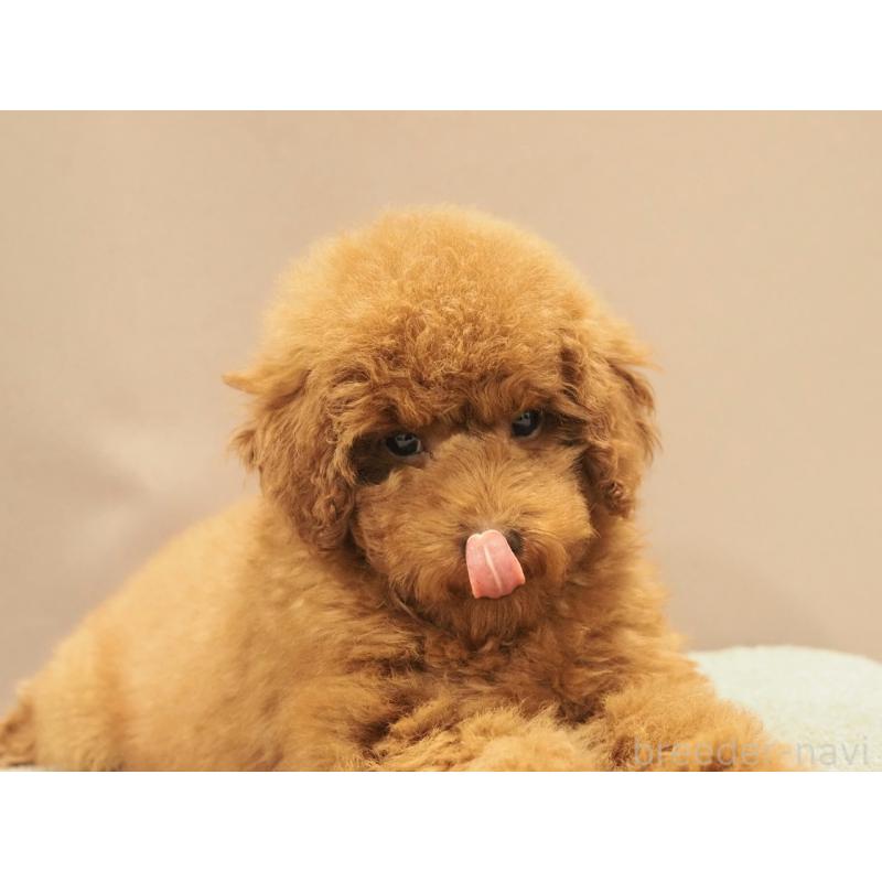 商談中の愛知県のトイプードル-442630の5枚目