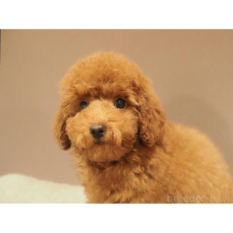 商談中の愛知県のトイプードル-442630の4枚目