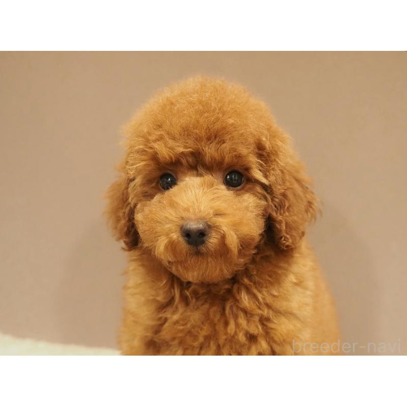 商談中の愛知県のトイプードル-442630の3枚目