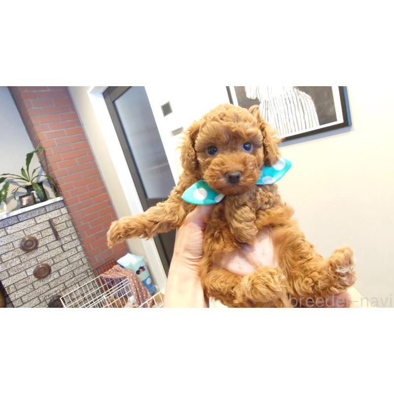 販売中の北海道のポメプー:ポメラニアン×トイプードル-451956の4枚目