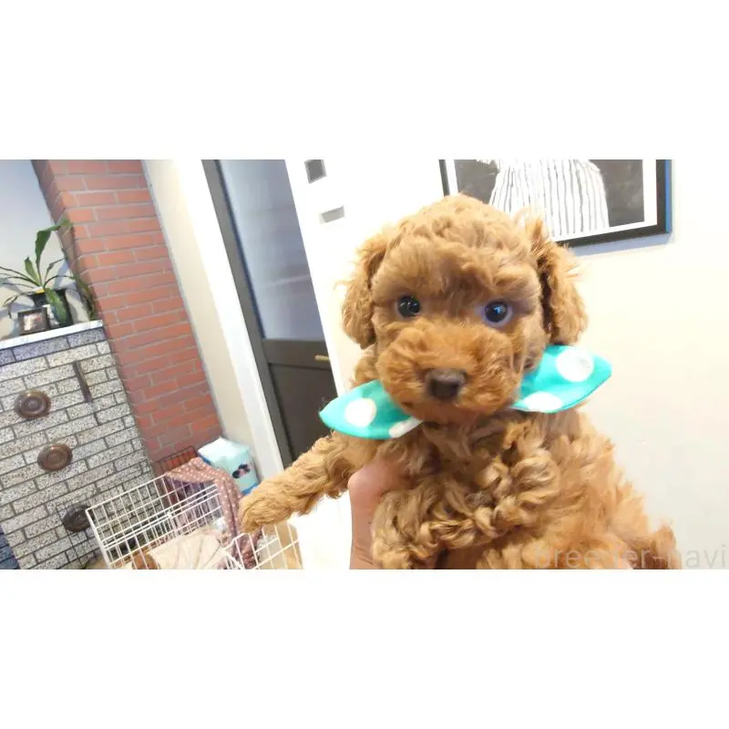 販売中の北海道のポメプー:ポメラニアン×トイプードル-451956の3枚目