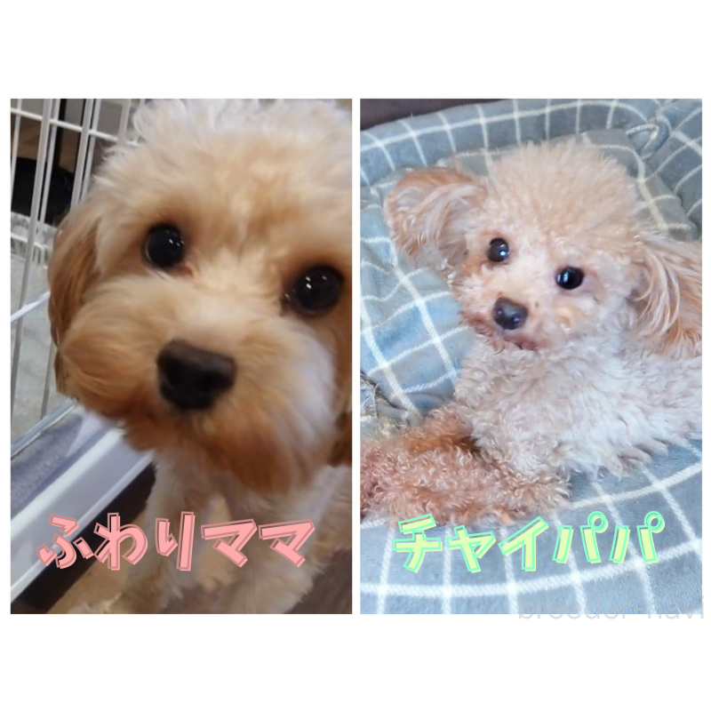 販売中の北海道のポメプー:ポメラニアン×トイプードル-451956の2枚目