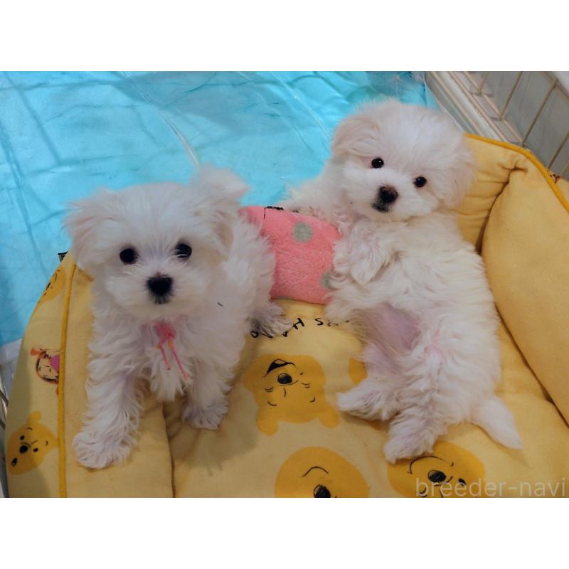 販売中の北海道のマルチーズ-451957の4枚目