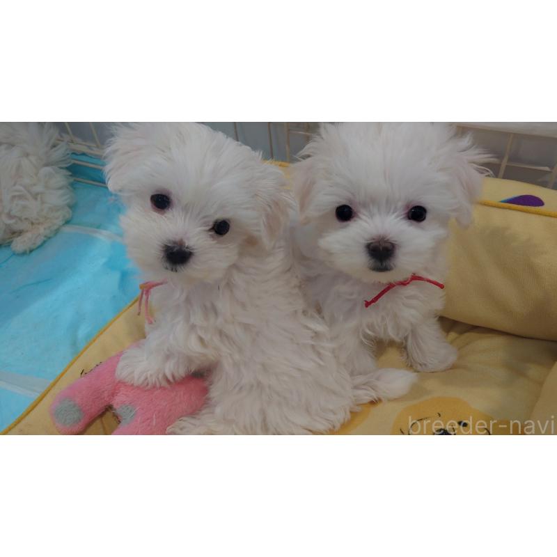 販売中の北海道のマルチーズ-451957の3枚目