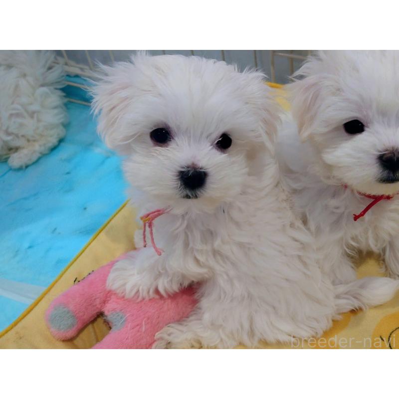 販売中の北海道のマルチーズ-451958の4枚目