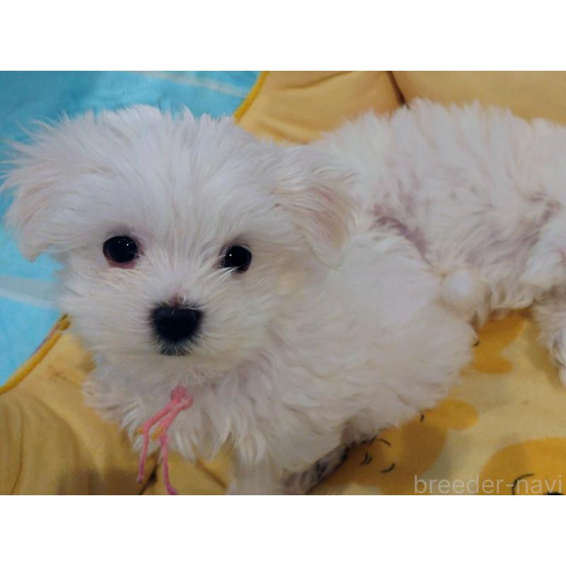 販売中の北海道のマルチーズ-451958の3枚目