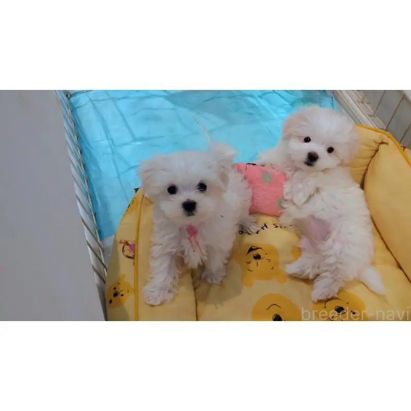 販売中の北海道のマルチーズ-451958の2枚目