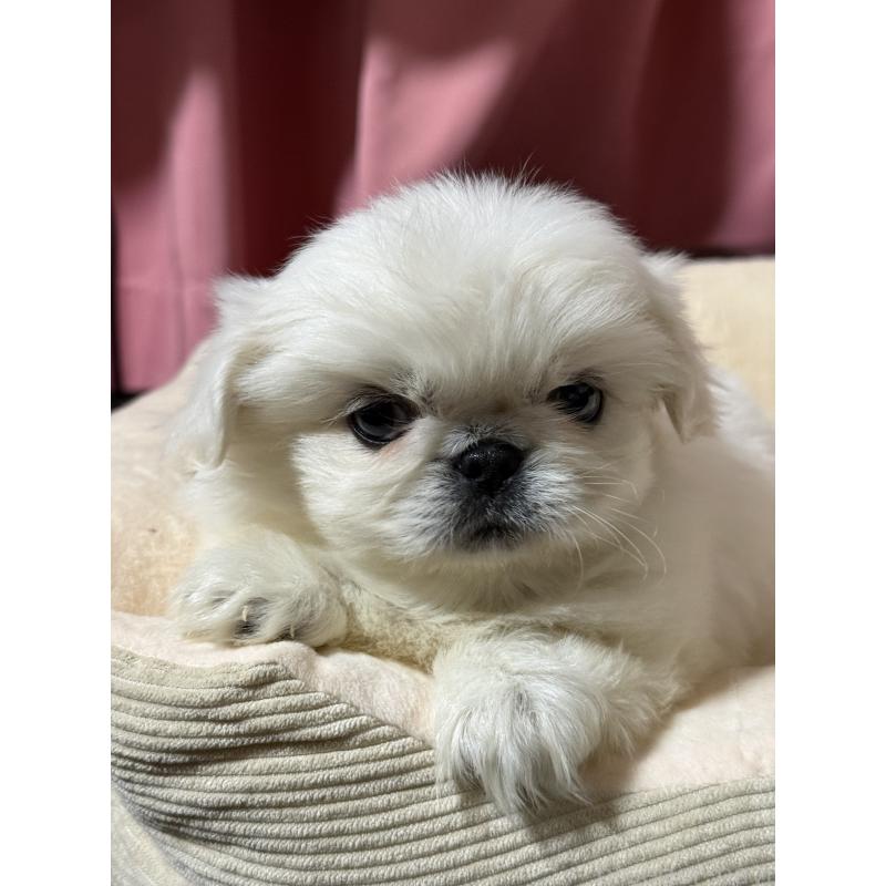 販売中の茨城県のペキニーズ-451959の4枚目