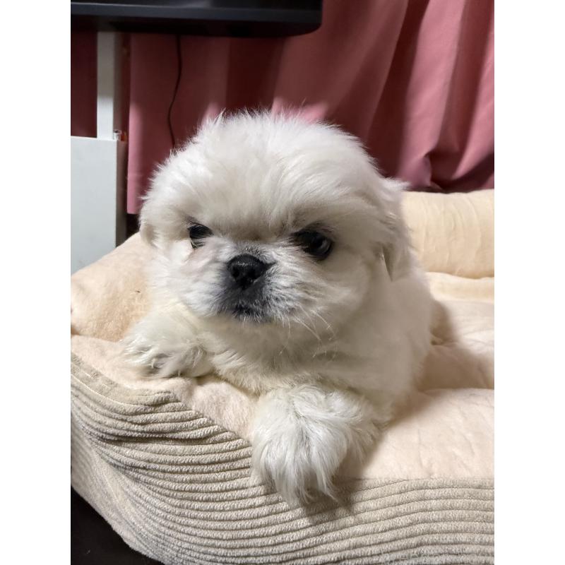 販売中の茨城県のペキニーズ-451959の3枚目