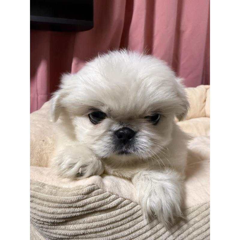 販売中の茨城県のペキニーズ-451959の2枚目