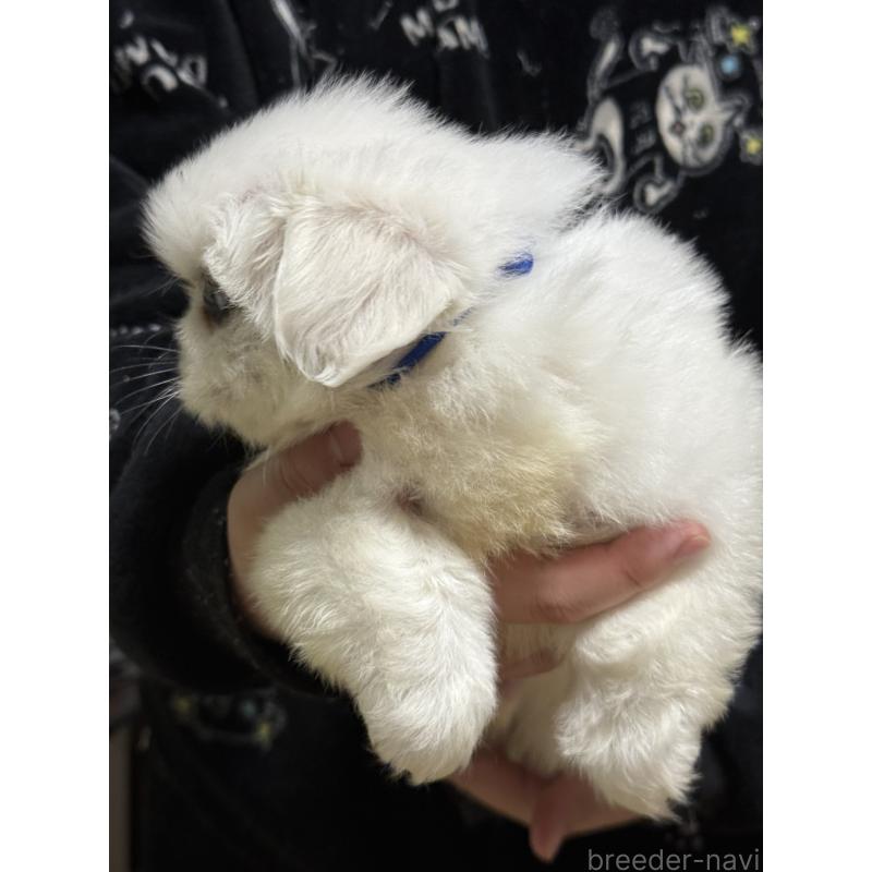 販売中の茨城県のペキニーズ-443196の8枚目