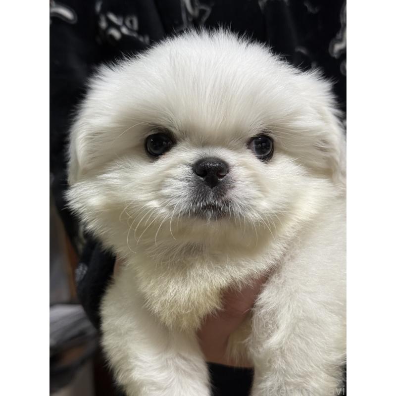 販売中の茨城県のペキニーズ-443196の7枚目