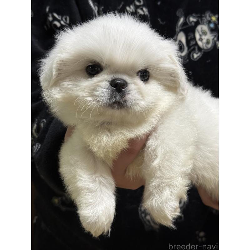 販売中の茨城県のペキニーズ-443196の6枚目