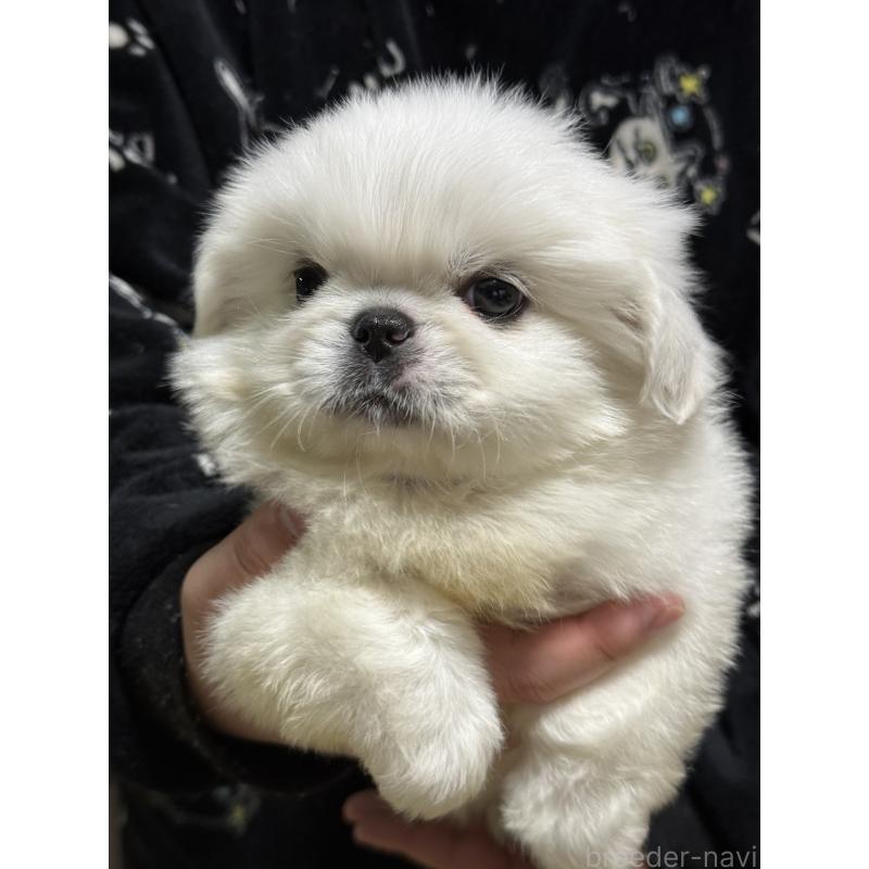 販売中の茨城県のペキニーズ-443196の5枚目