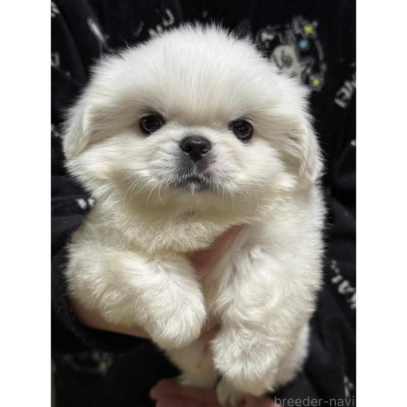 販売中の茨城県のペキニーズ-443196の4枚目