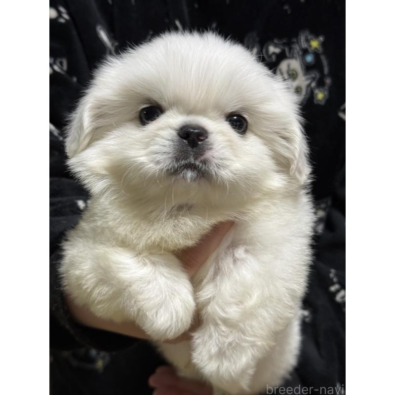 販売中の茨城県のペキニーズ-443196の3枚目