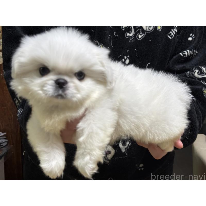 販売中の茨城県のペキニーズ-443196の2枚目