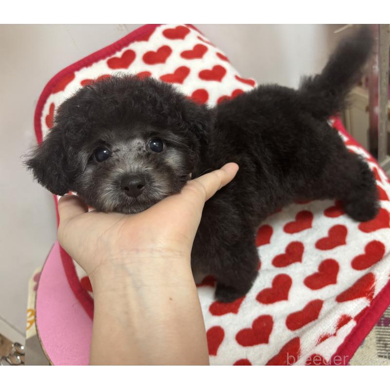販売中の大阪府のタイニープードル-447160の3枚目