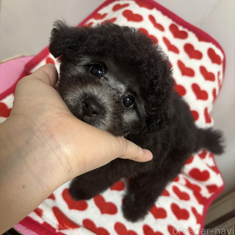販売中の大阪府のタイニープードル-447160の2枚目