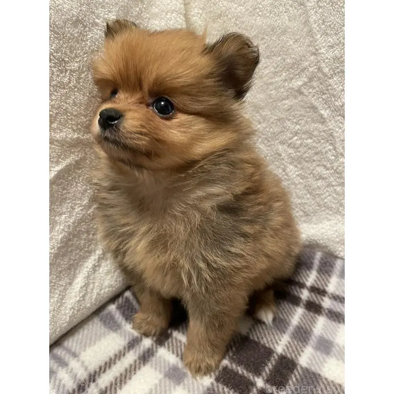 販売中の広島県のポメラニアン-451961の13枚目