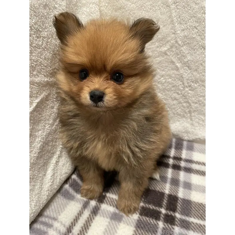 販売中の広島県のポメラニアン-451961の12枚目