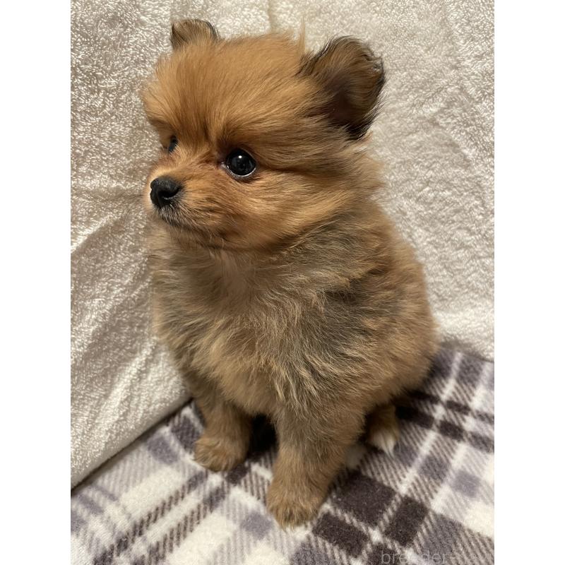 販売中の広島県のポメラニアン-451961の11枚目