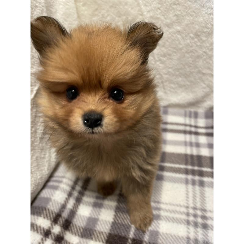 販売中の広島県のポメラニアン-451961の10枚目