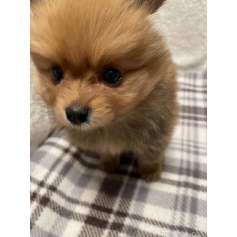 販売中の広島県のポメラニアン-451961の9枚目