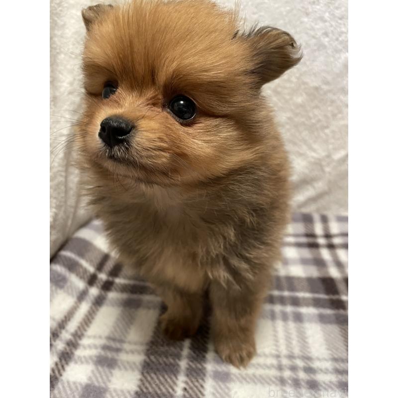 販売中の広島県のポメラニアン-451961の8枚目