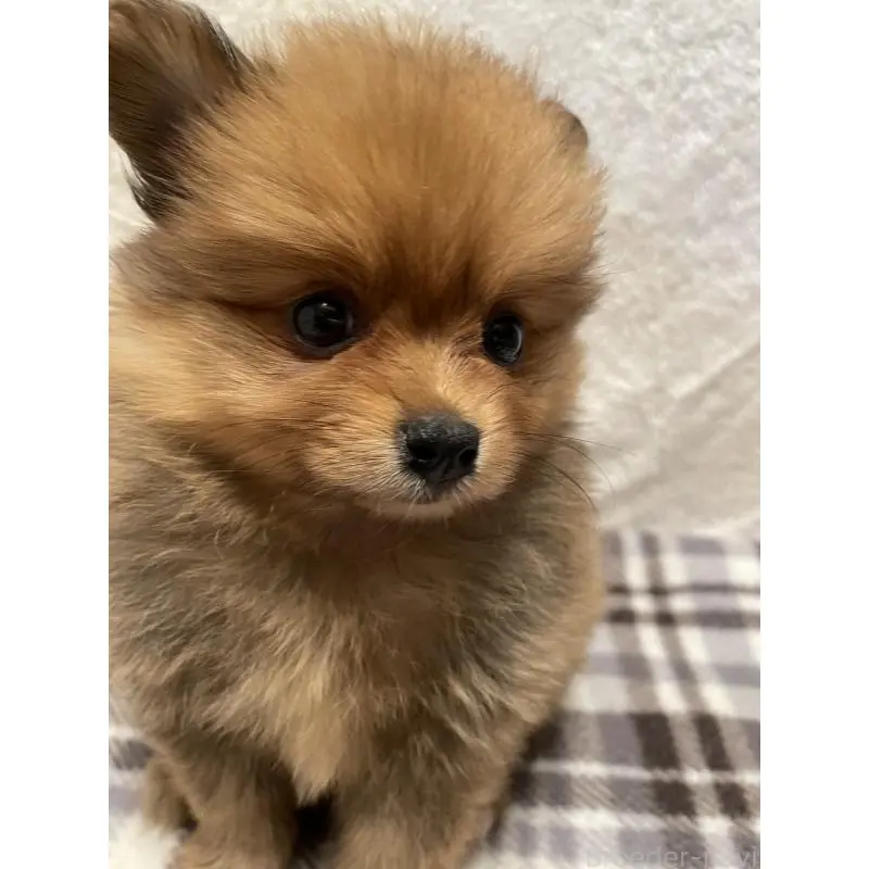 販売中の広島県のポメラニアン-451961の7枚目