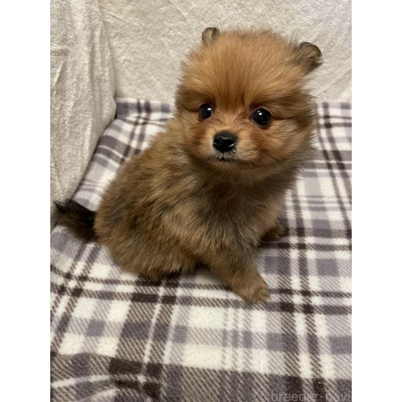 販売中の広島県のポメラニアン-451961の6枚目