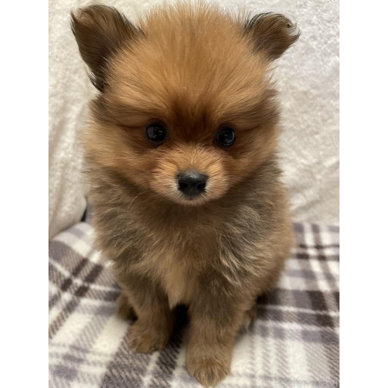 販売中の広島県のポメラニアン-451961の5枚目