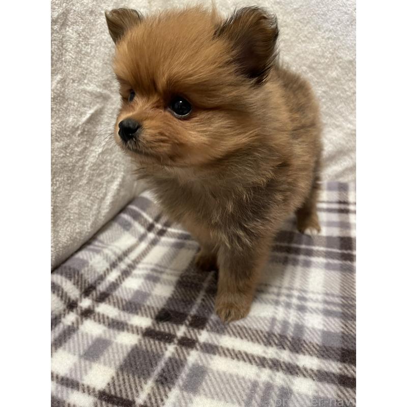 販売中の広島県のポメラニアン-451961の4枚目