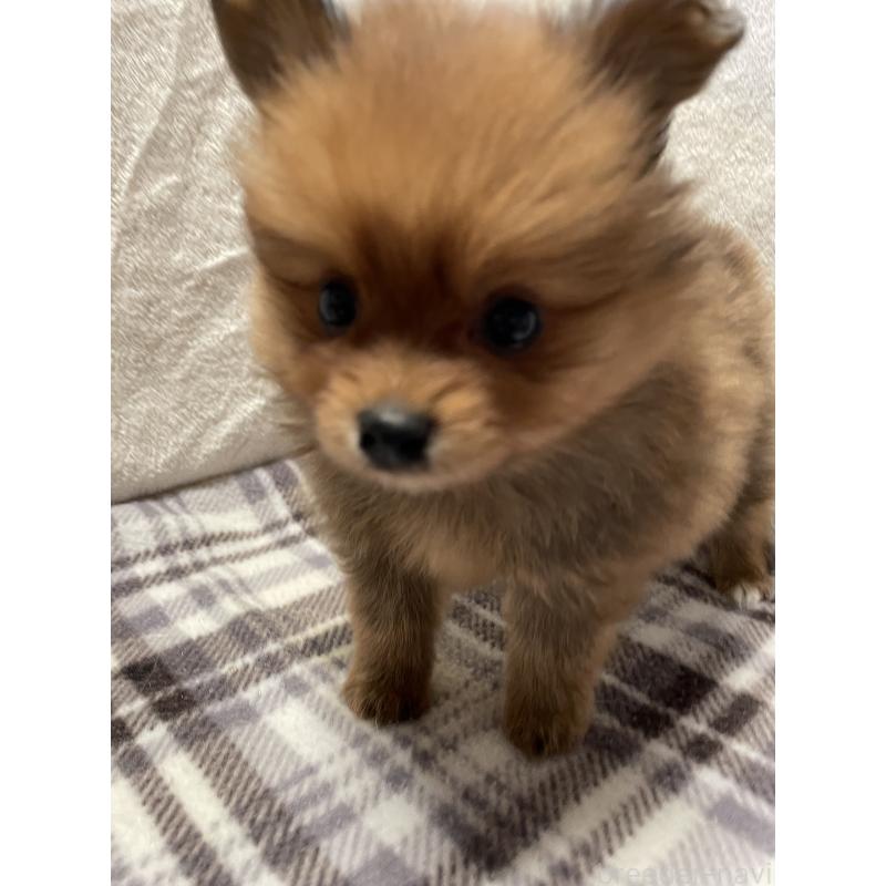 販売中の広島県のポメラニアン-451961の3枚目