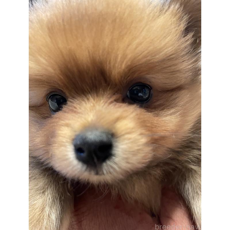 販売中の広島県のポメラニアン-451961の2枚目