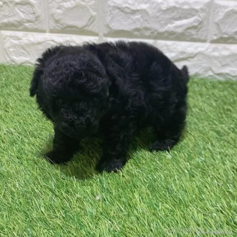 販売中の愛知県のトイプードル-451962の5枚目