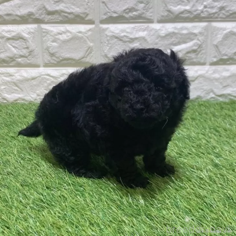 販売中の愛知県のトイプードル-451962の4枚目