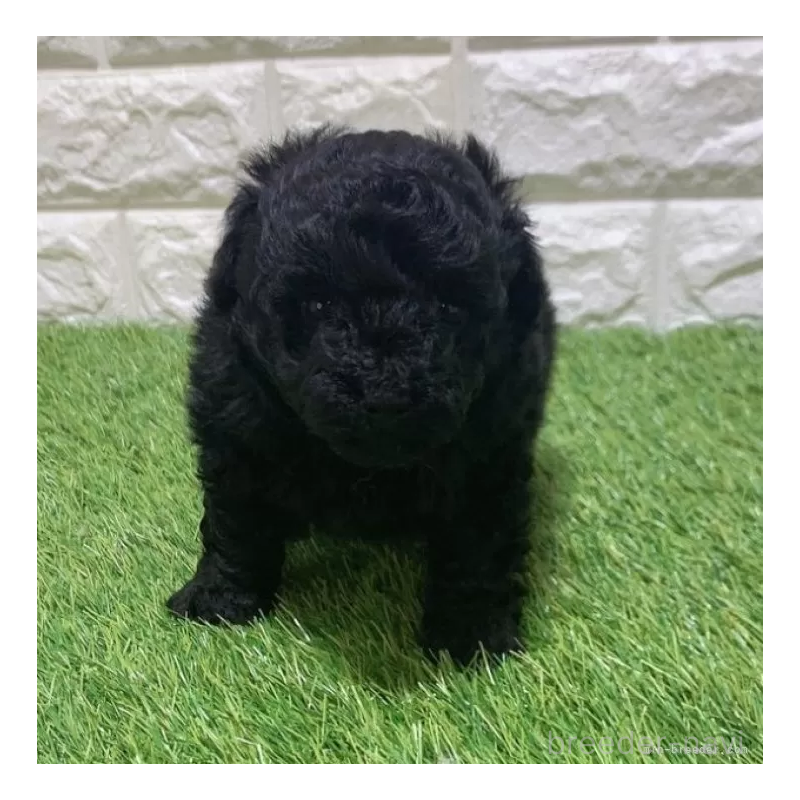 販売中の愛知県のトイプードル-451962の3枚目