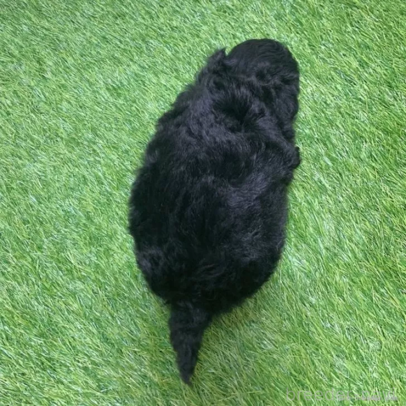 販売中の愛知県のトイプードル-451962の2枚目