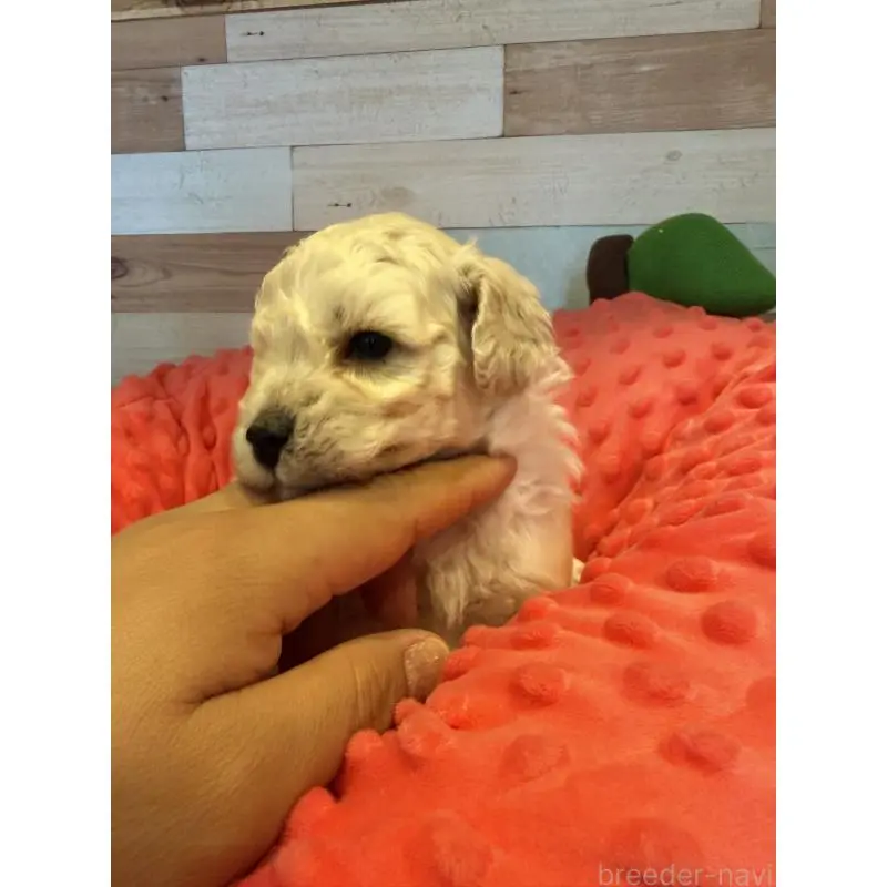 販売中の佐賀県のトイプードル-451963の3枚目