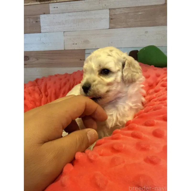 販売中の佐賀県のトイプードル-451963の2枚目