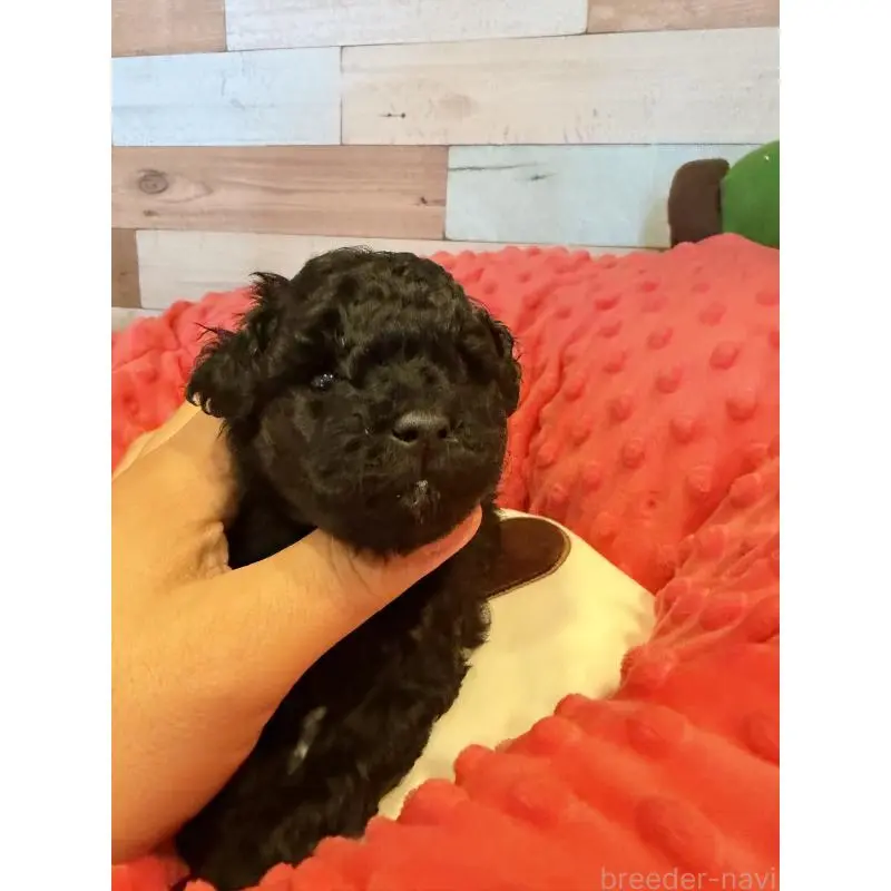 販売中の佐賀県のトイプードル-451964の3枚目