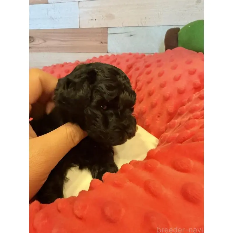 販売中の佐賀県のトイプードル-451964の2枚目