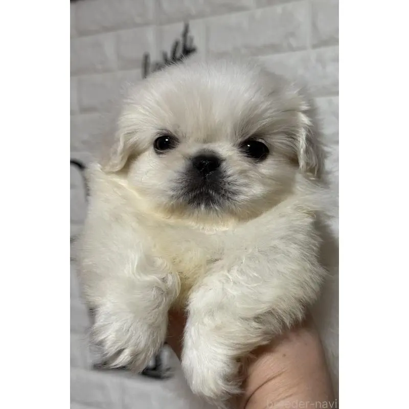 販売中の茨城県のペキニーズ-451966の6枚目