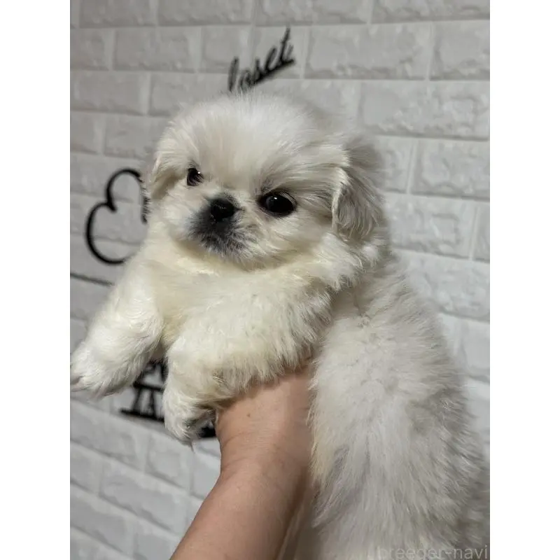 販売中の茨城県のペキニーズ-451966の5枚目