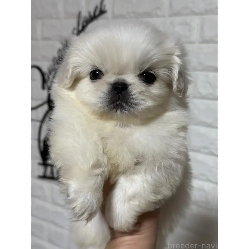 販売中の茨城県のペキニーズ-451966の4枚目