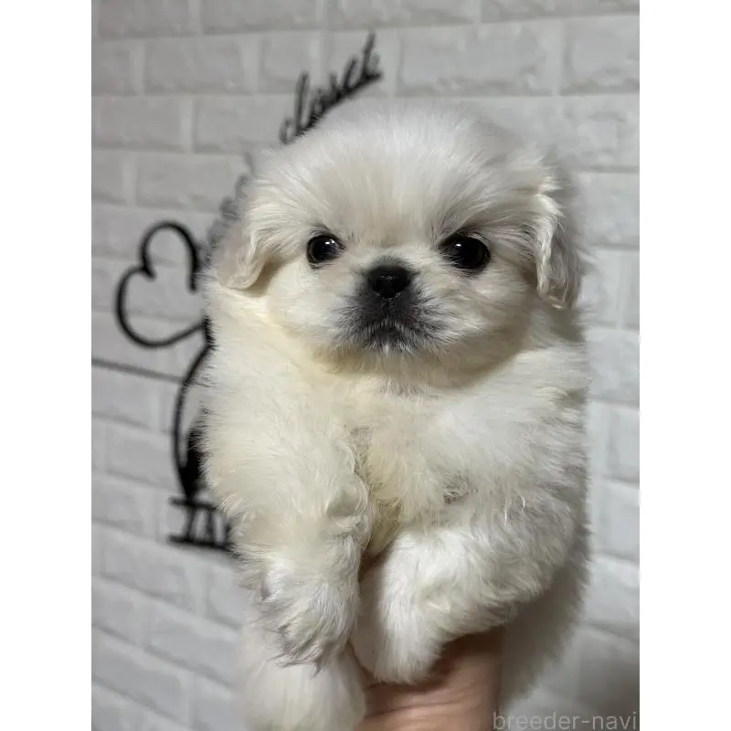 販売中の茨城県のペキニーズ-451966の3枚目