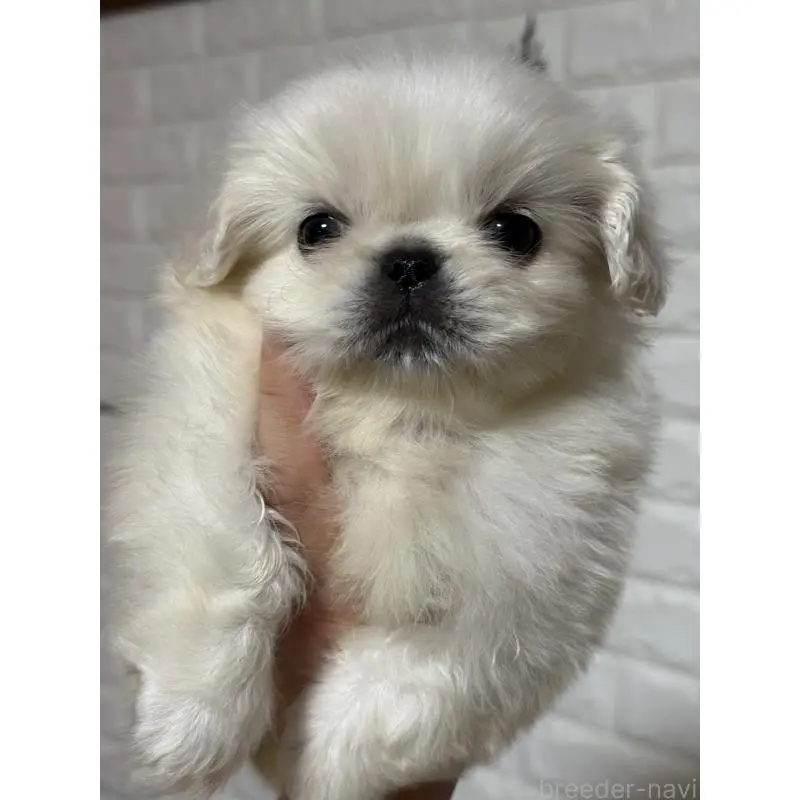 販売中の茨城県のペキニーズ-451966の2枚目