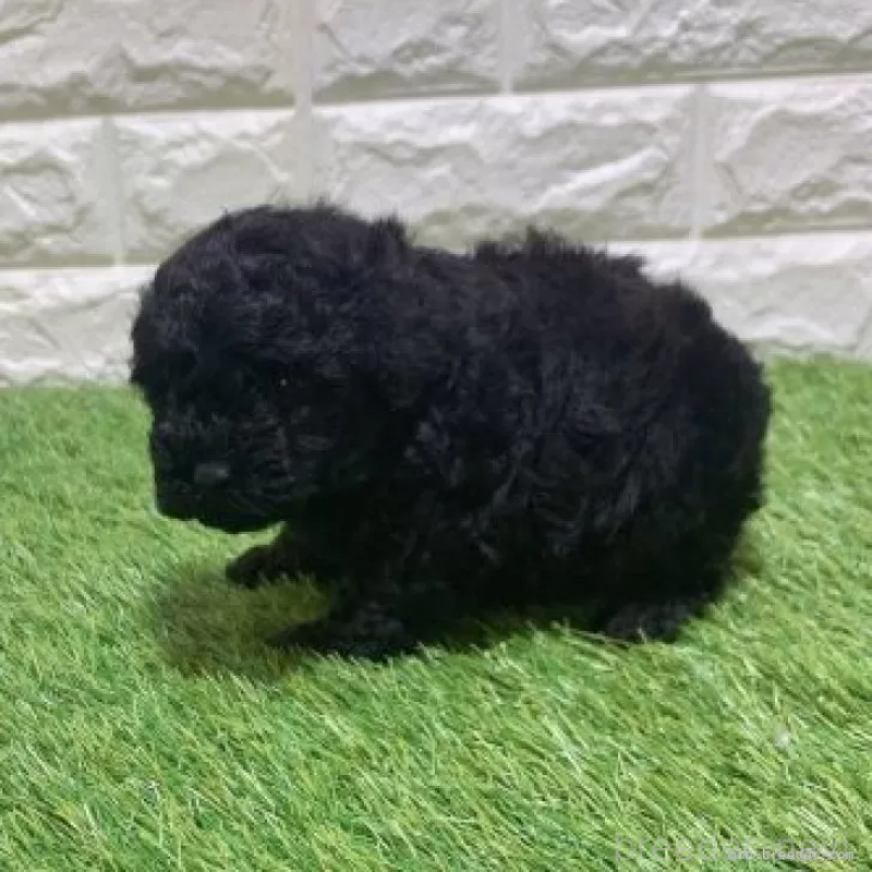 販売中の愛知県のトイプードル-451968の5枚目